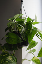 Lade das Bild in den Galerie-Viewer, Efeutute