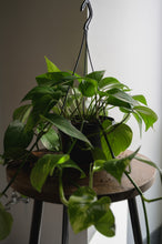 Lade das Bild in den Galerie-Viewer, Efeutute