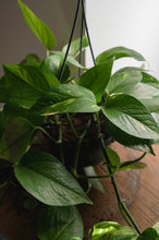 Lade das Bild in den Galerie-Viewer, Efeutute