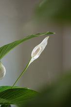 Lade das Bild in den Galerie-Viewer, Peace Lily x Spathiphyllum