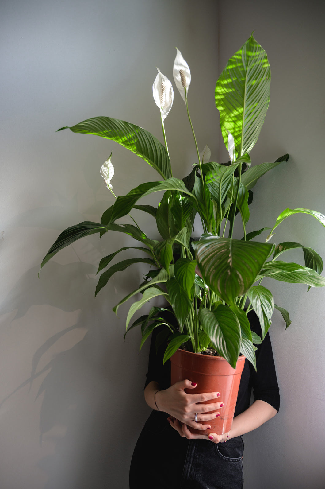 Peace Lily x Spathiphyllum