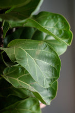 Lade das Bild in den Galerie-Viewer, Geigenfeige x Ficus Lyrata