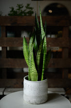 Lade das Bild in den Galerie-Viewer, Bogenhanf x Sanseveria Zeylanka