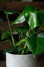 Lade das Bild in den Galerie-Viewer, Monstera x Fensterblatt