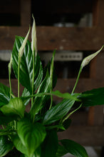 Lade das Bild in den Galerie-Viewer, Peace Lily x Spathiphyllum
