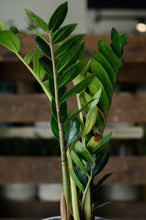 Lade das Bild in den Galerie-Viewer, Glücksfeder x Zamioculcas
