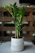 Lade das Bild in den Galerie-Viewer, Glücksfeder x Zamioculcas