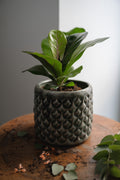 Geigenfeige x Ficus Lyrata