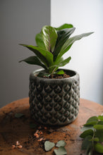 Lade das Bild in den Galerie-Viewer, Geigenfeige x Ficus Lyrata
