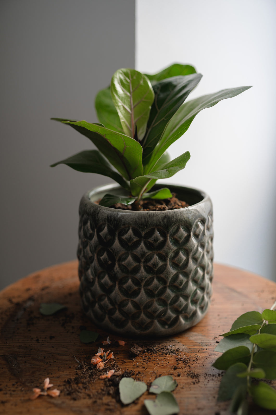 Geigenfeige x Ficus Lyrata