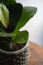Lade das Bild in den Galerie-Viewer, Geigenfeige x Ficus Lyrata
