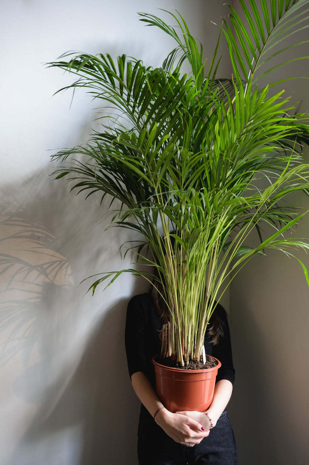 Goldfruchtpalme x Areca - Palme