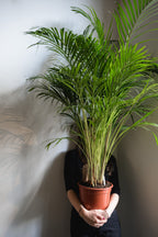Goldfruchtpalme x Areca - Palme