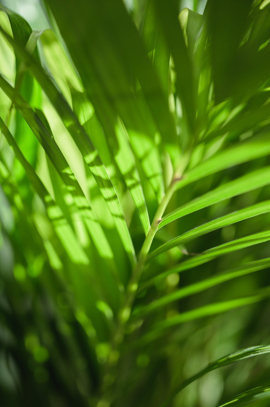 Goldfruchtpalme x Areca - Palme