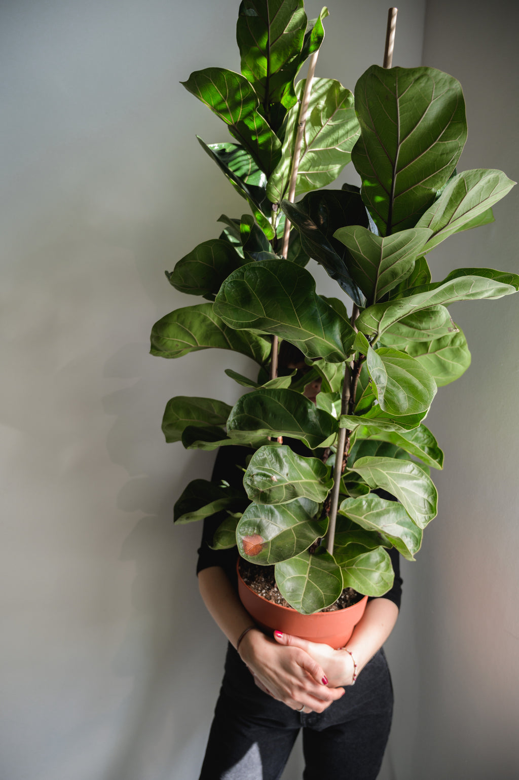 Geigenfeige x Ficus Lyrata