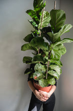 Lade das Bild in den Galerie-Viewer, Geigenfeige x Ficus Lyrata
