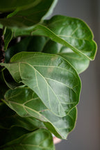 Geigenfeige x Ficus Lyrata