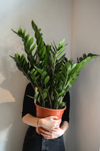 Glücksfeder x Zamioculcas