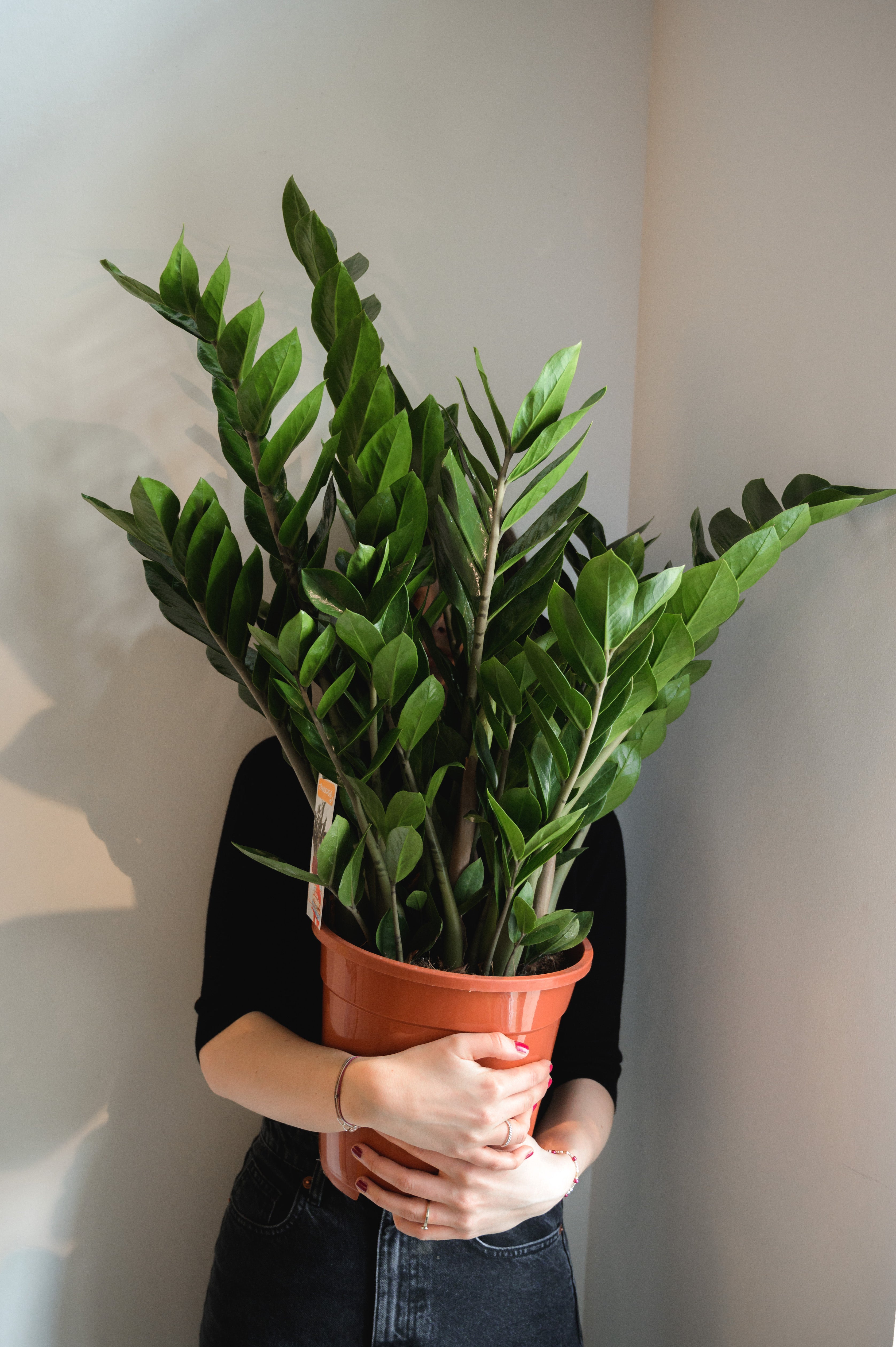 Glücksfeder x Zamioculcas
