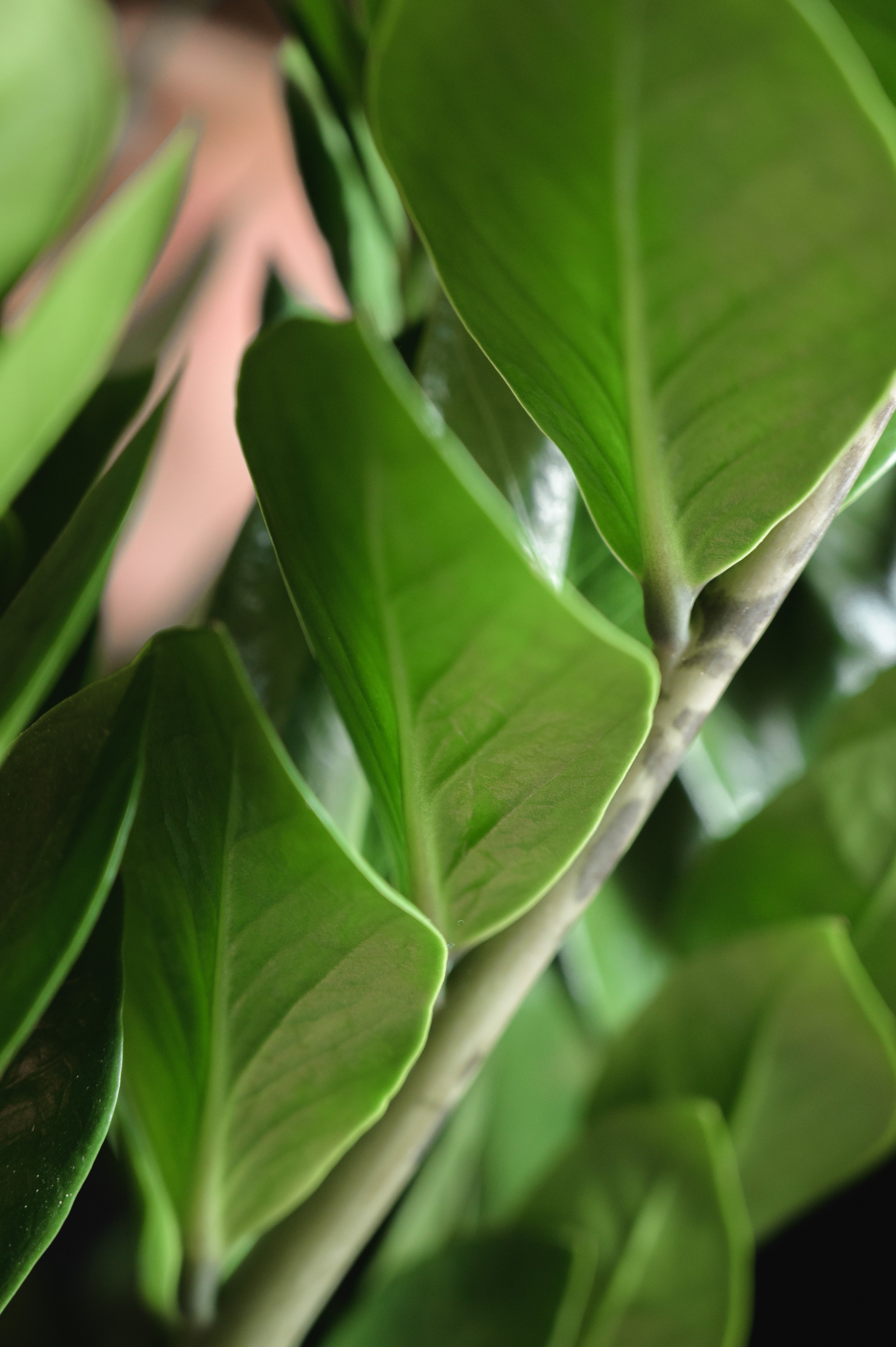 Glücksfeder x Zamioculcas