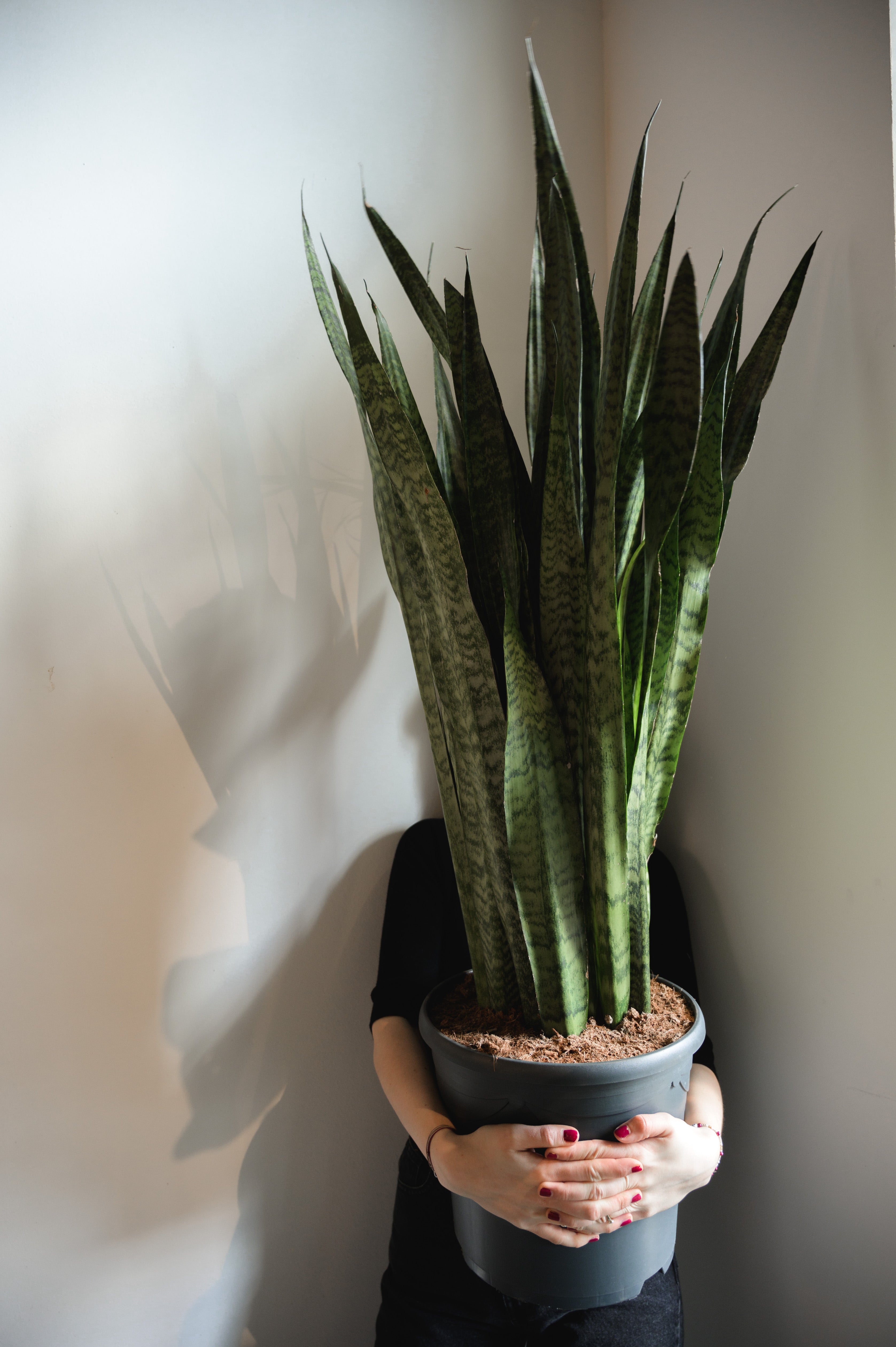 Bogenhanf x Sanseveria Zeylanka