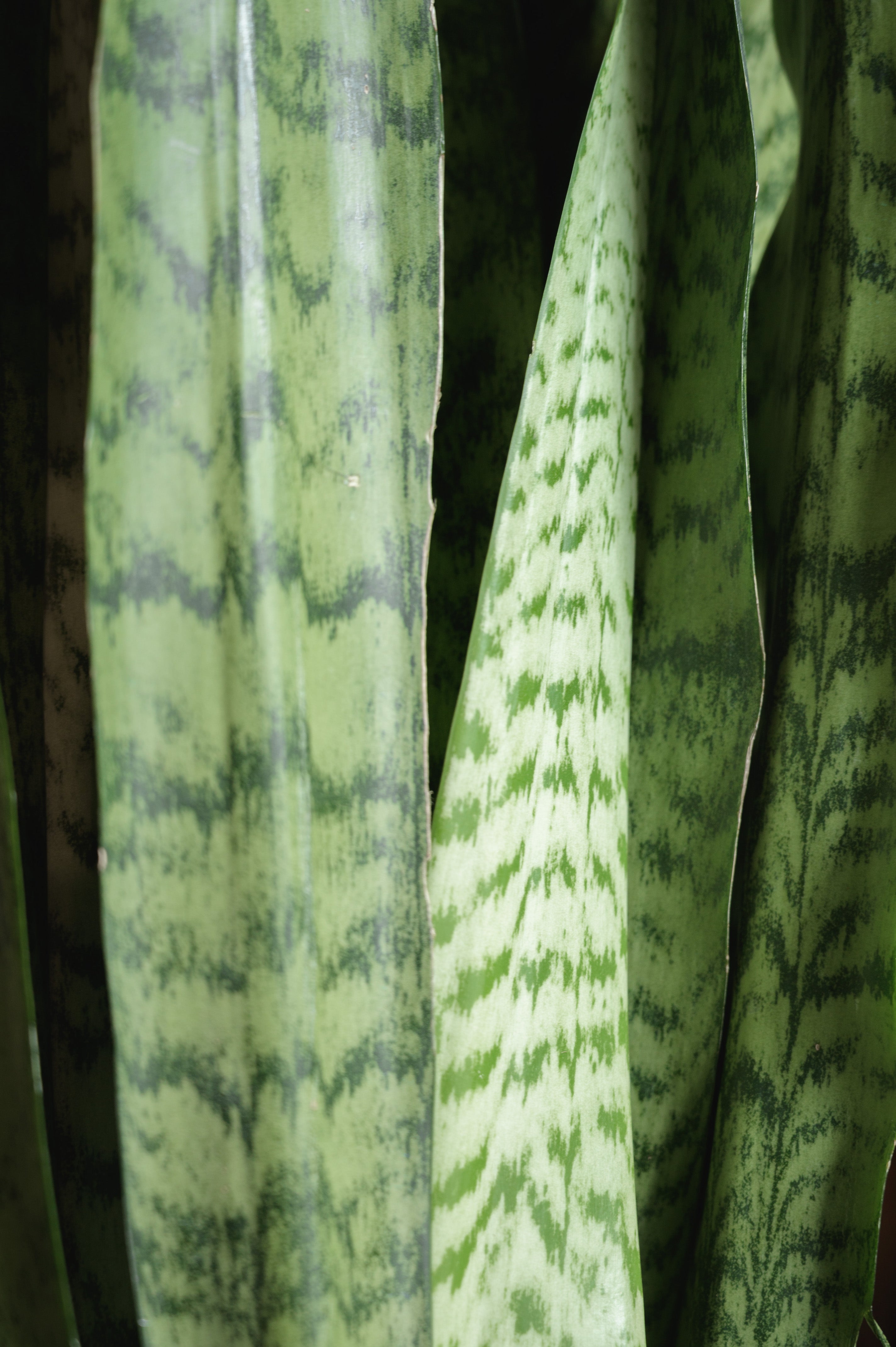 Bogenhanf x Sanseveria Zeylanka