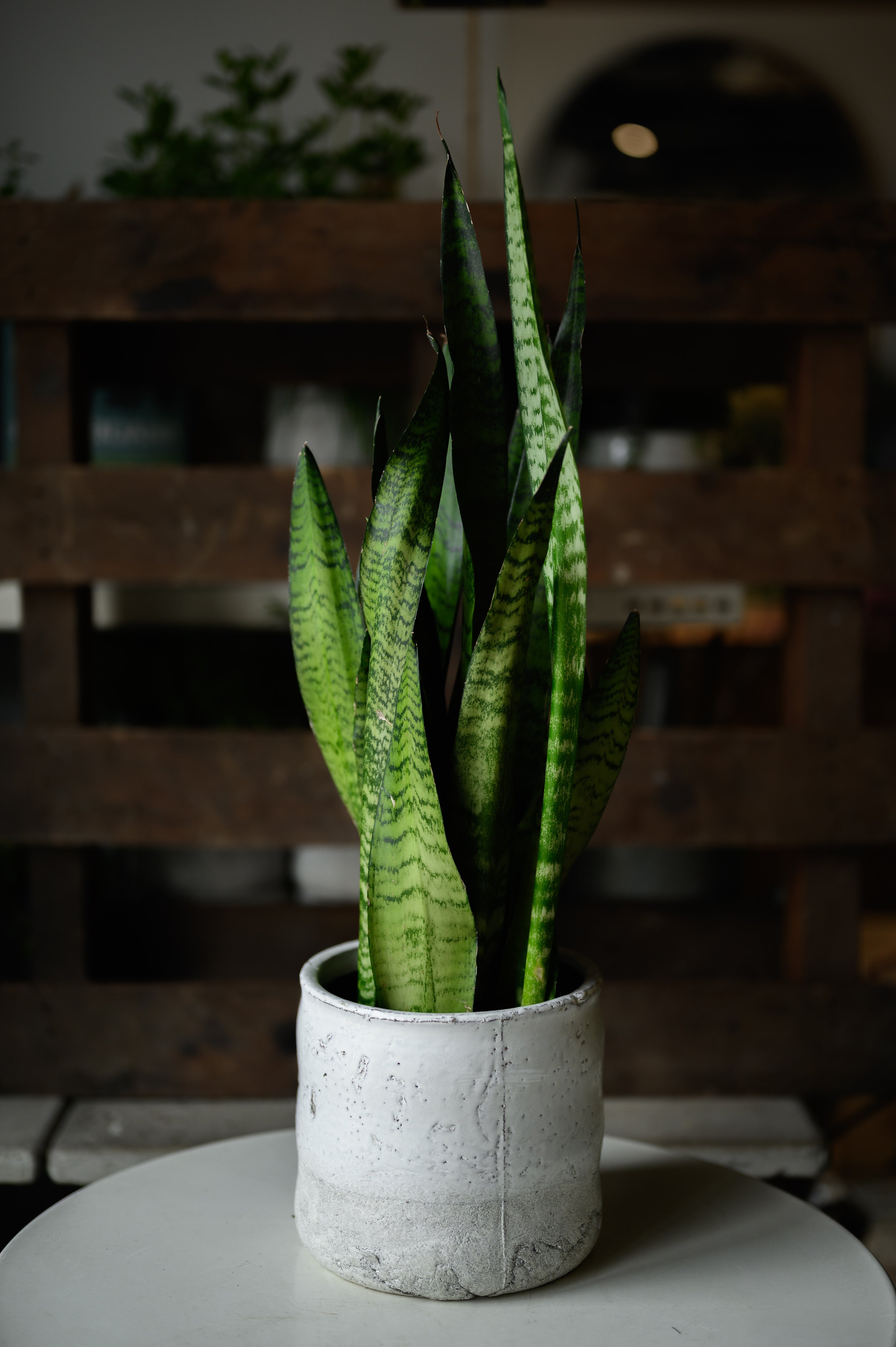 Bogenhanf x Sanseveria Zeylanka