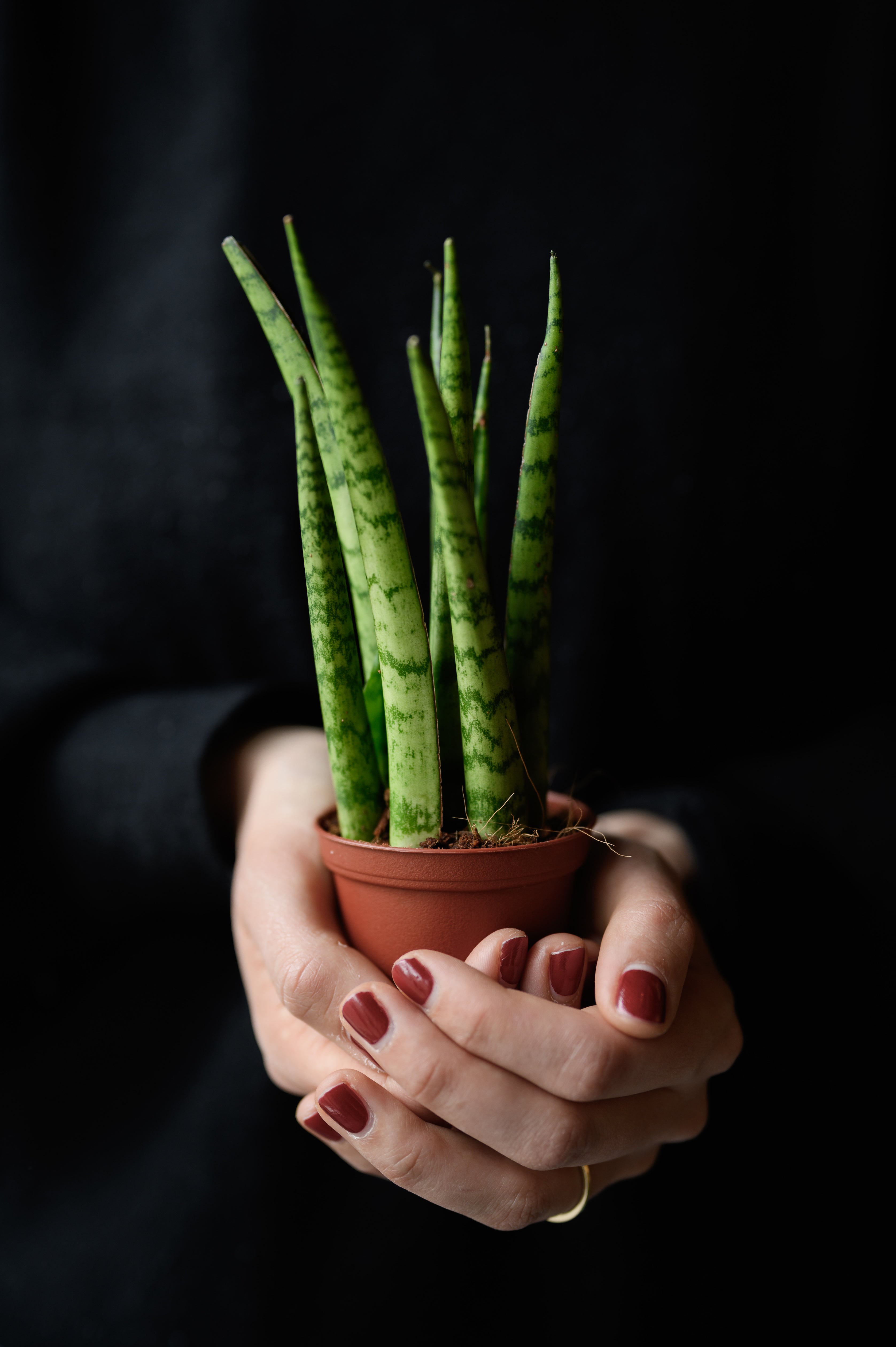 Bogenhanf x Sanseveria Zeylanka