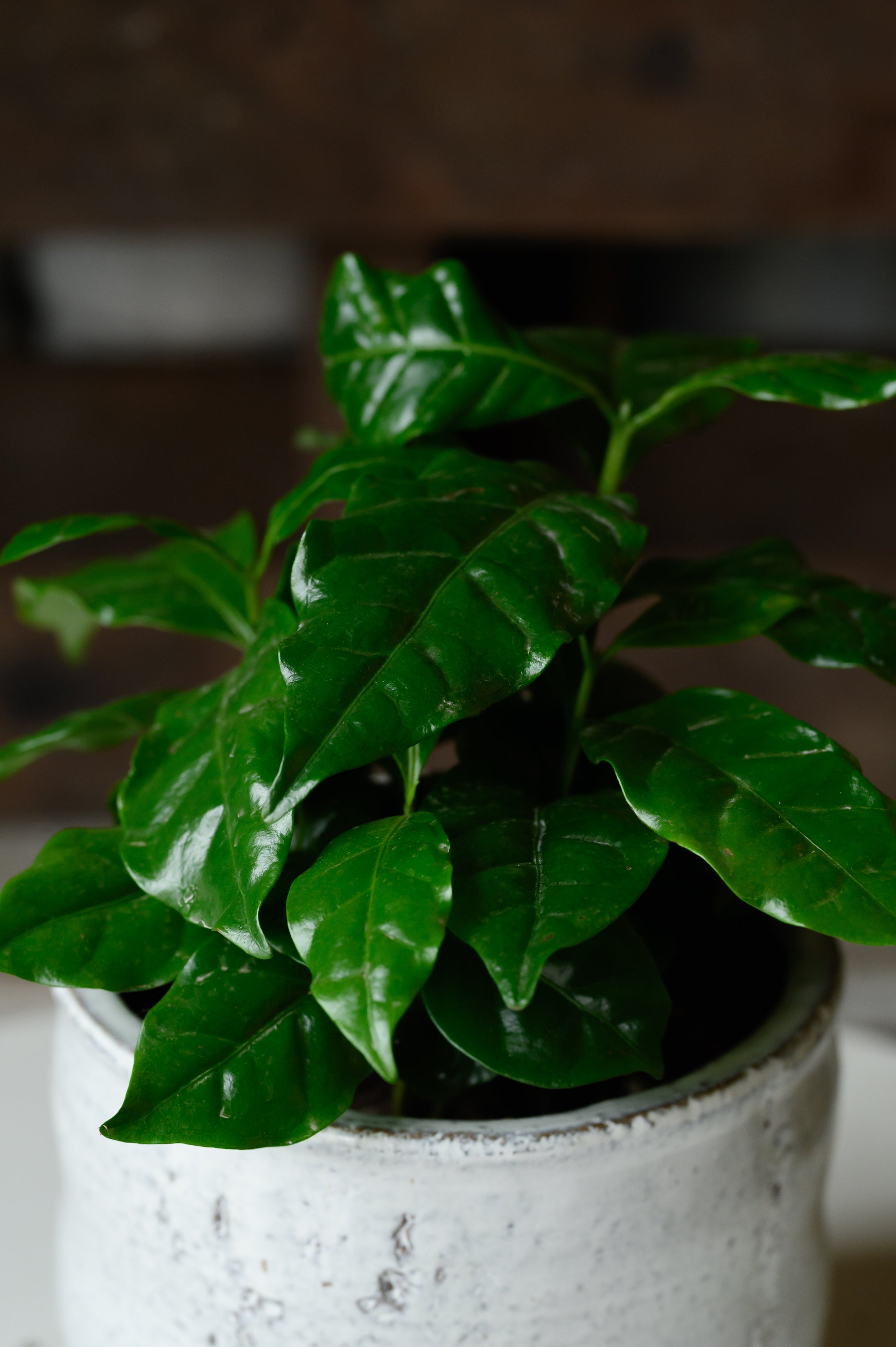 Coffea Arabica