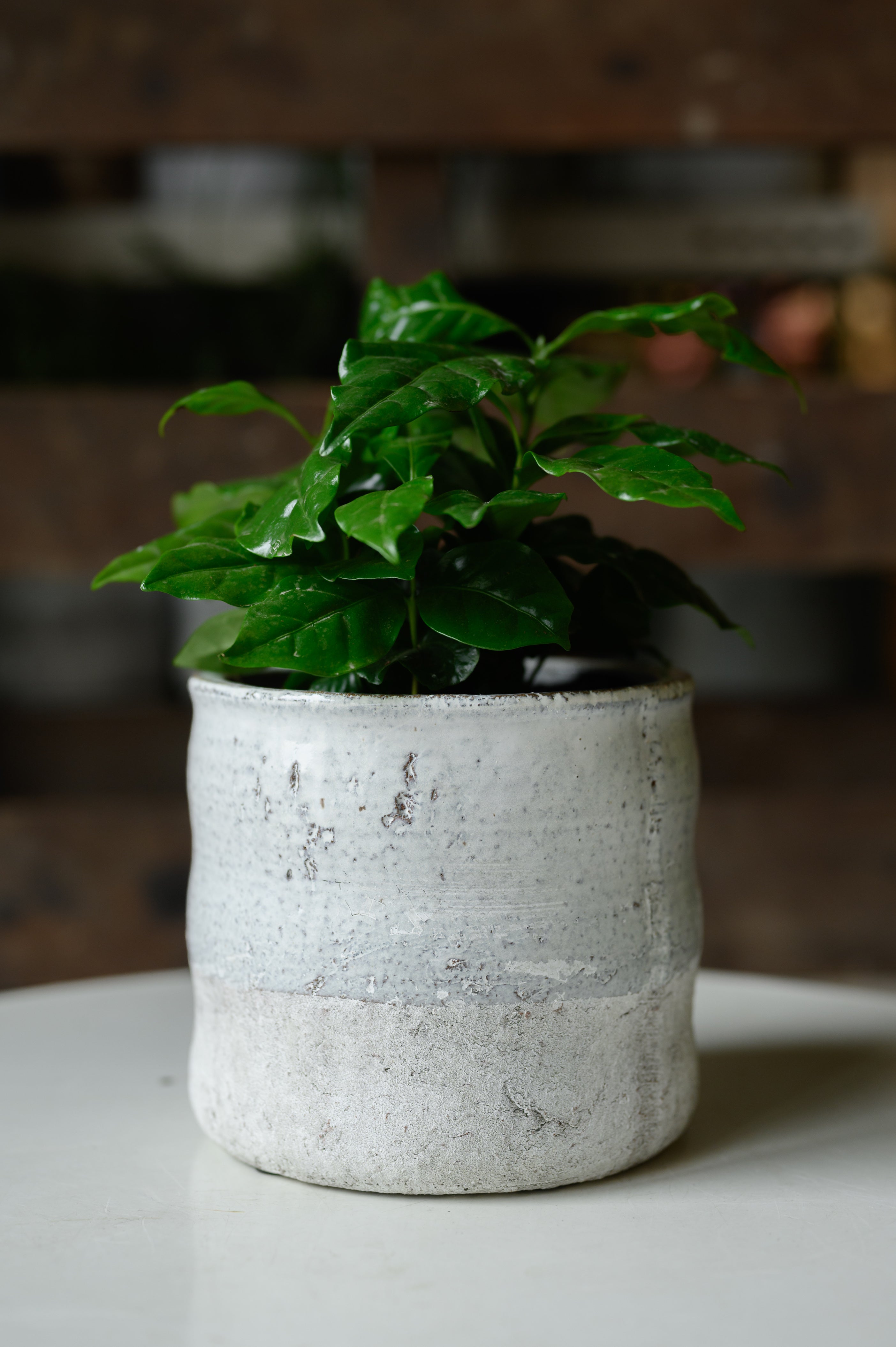 Coffea Arabica