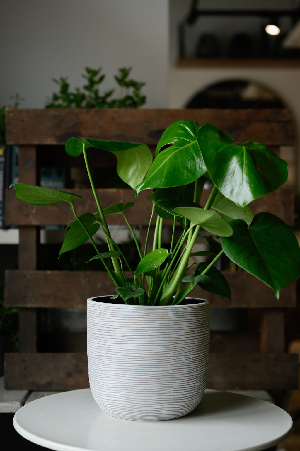 Monstera x Fensterblatt