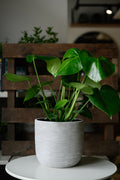 Monstera x Fensterblatt