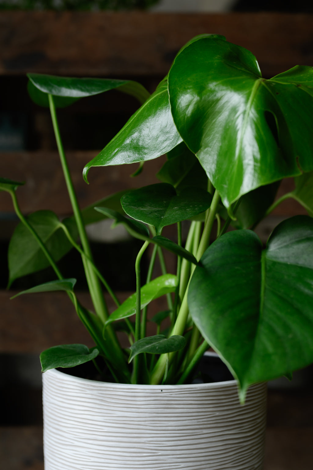 Monstera x Fensterblatt