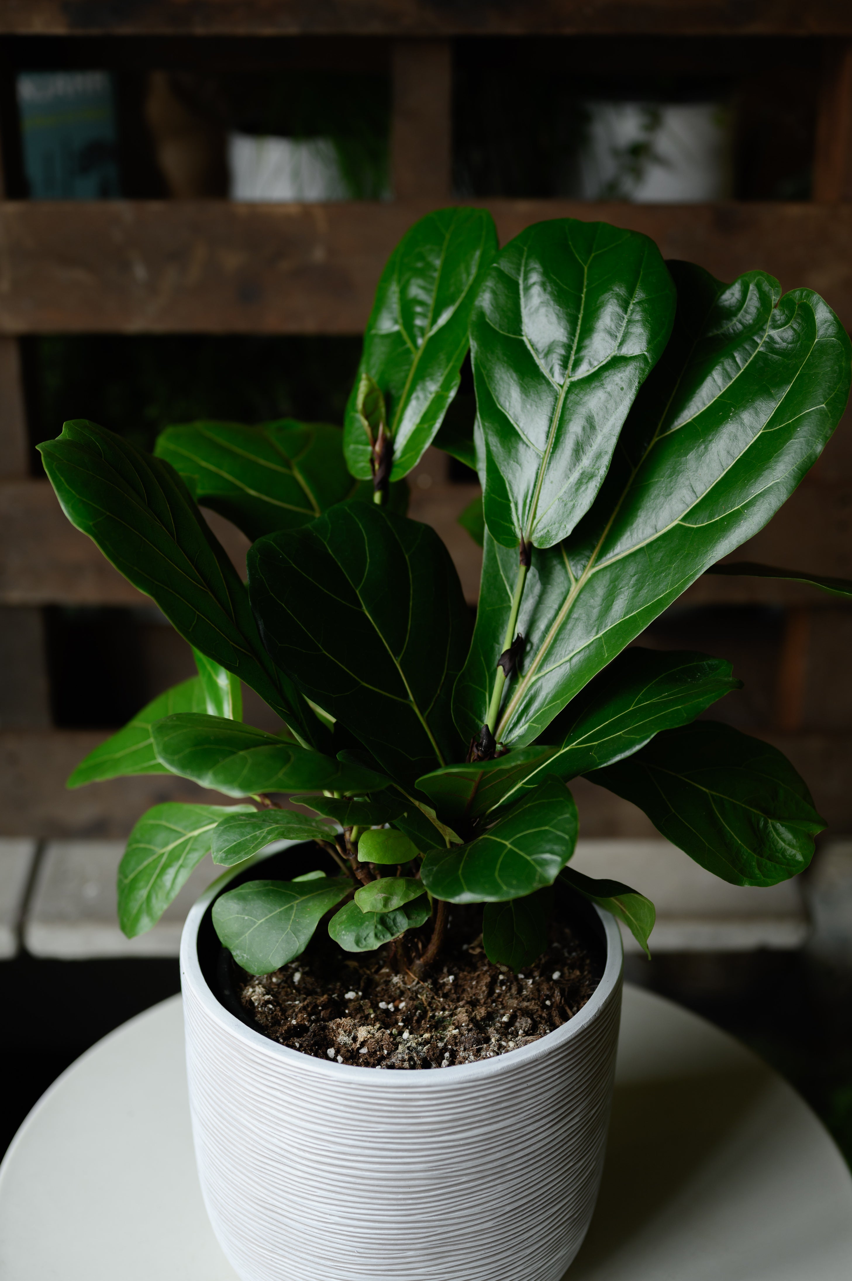 Geigenfeige x Ficus Lyrata