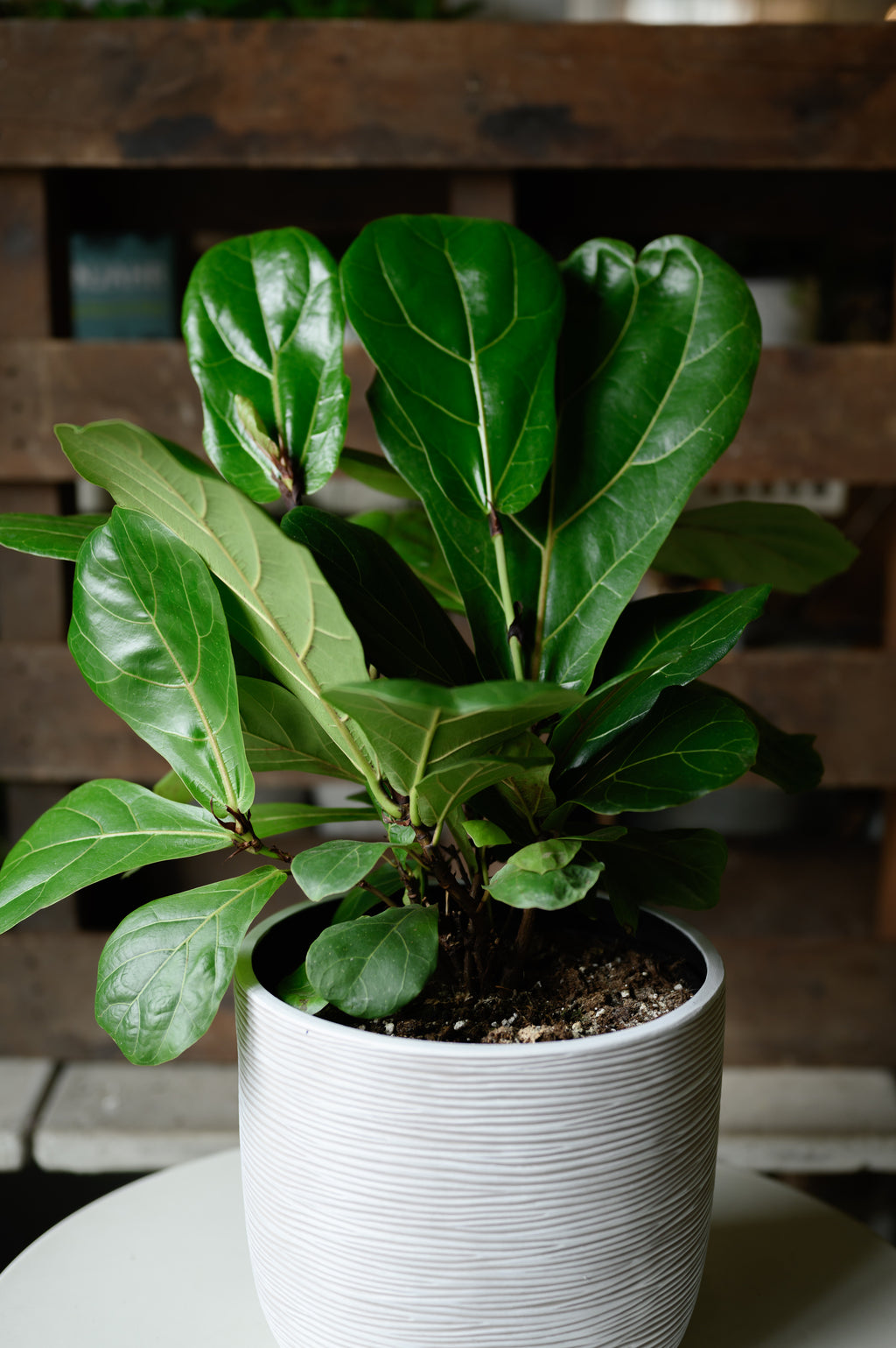 Geigenfeige x Ficus Lyrata
