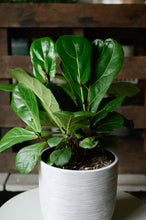 Lade das Bild in den Galerie-Viewer, Geigenfeige x Ficus Lyrata
