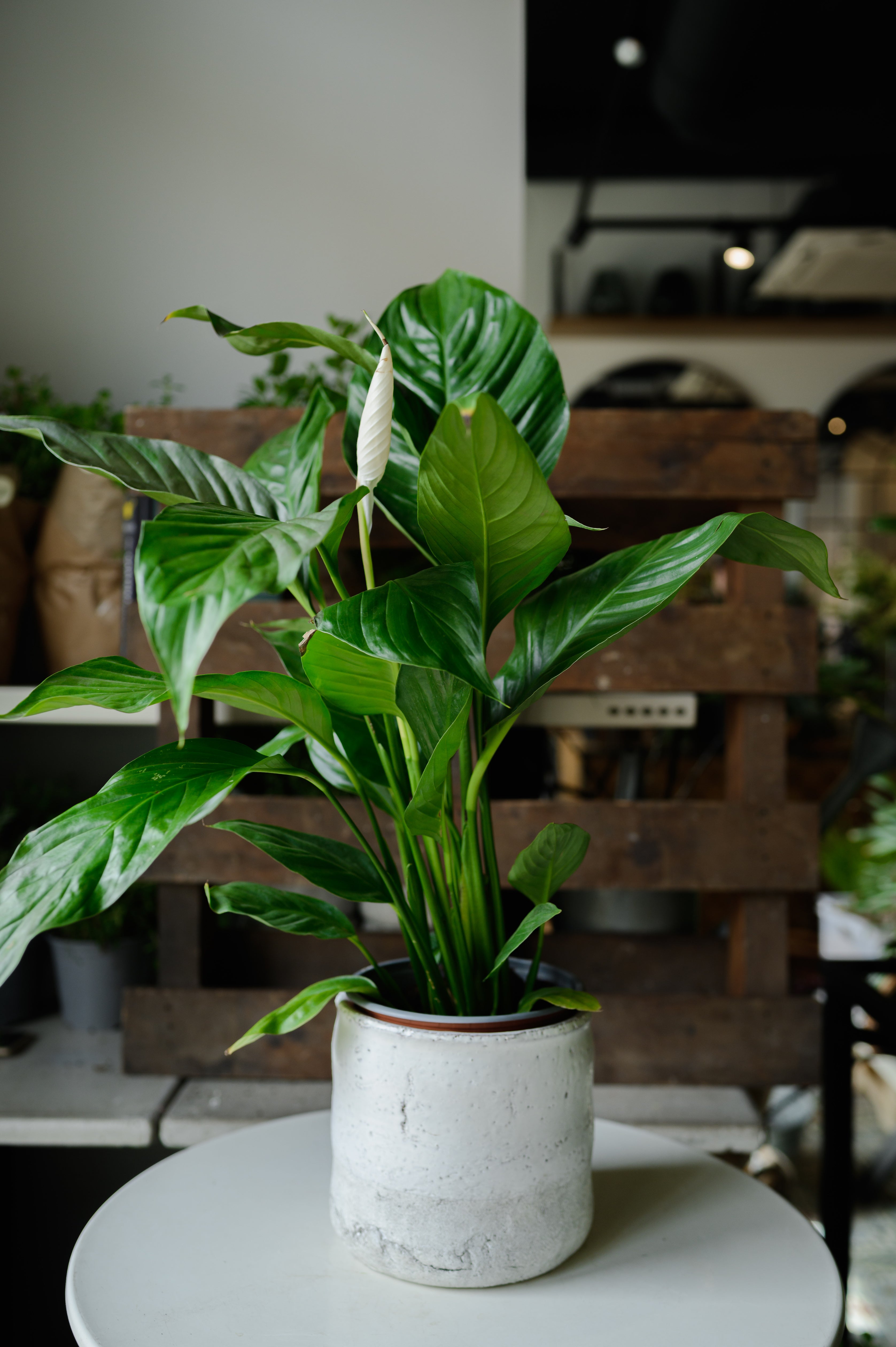 Peace Lily x Spathiphyllum