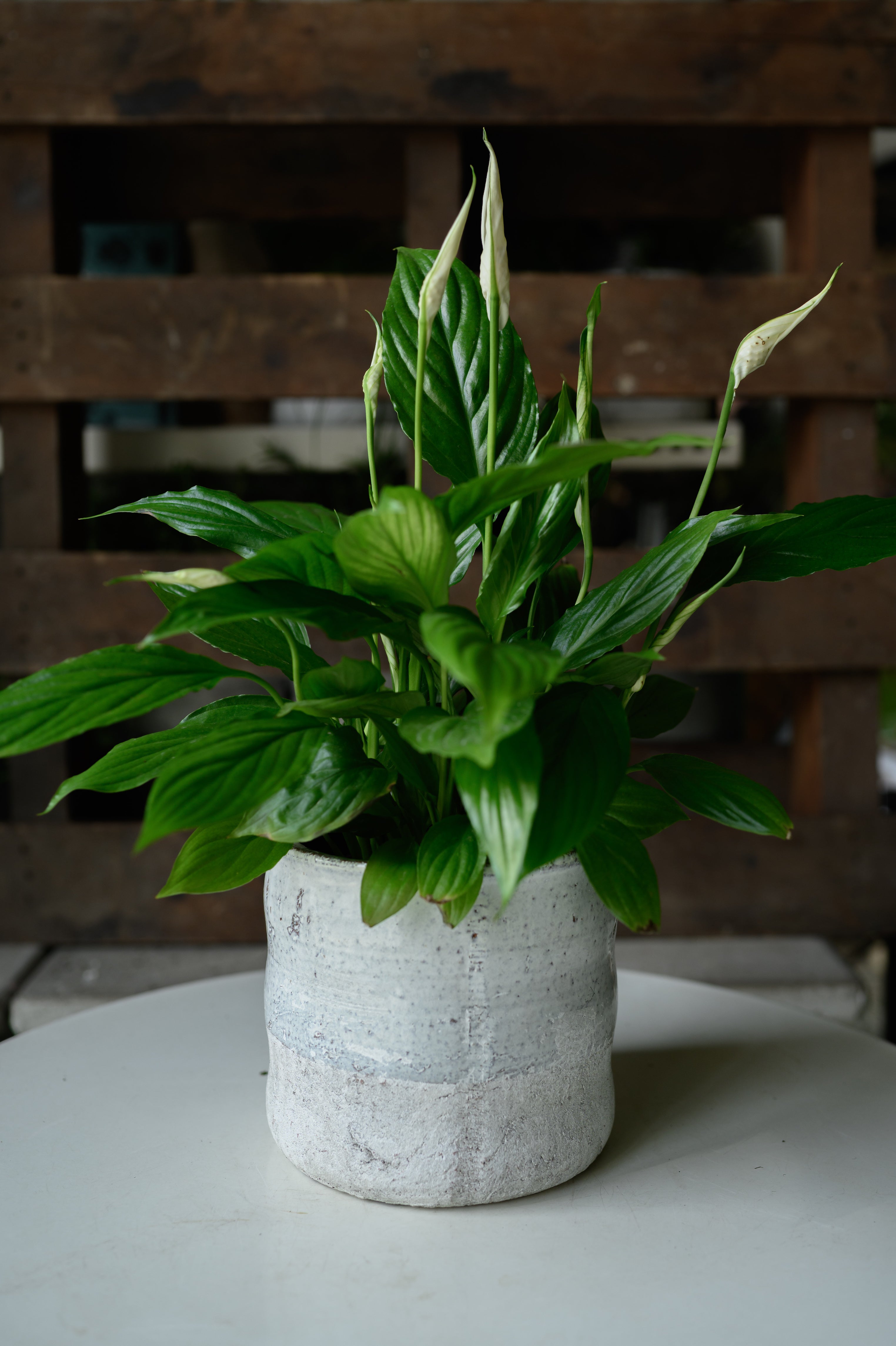 Peace Lily x Spathiphyllum