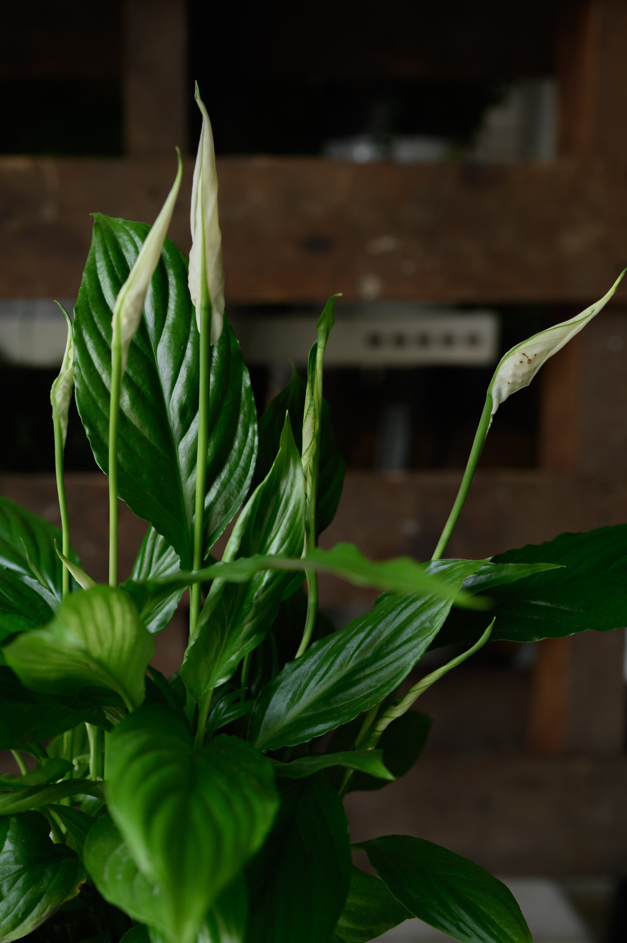 Peace Lily x Spathiphyllum