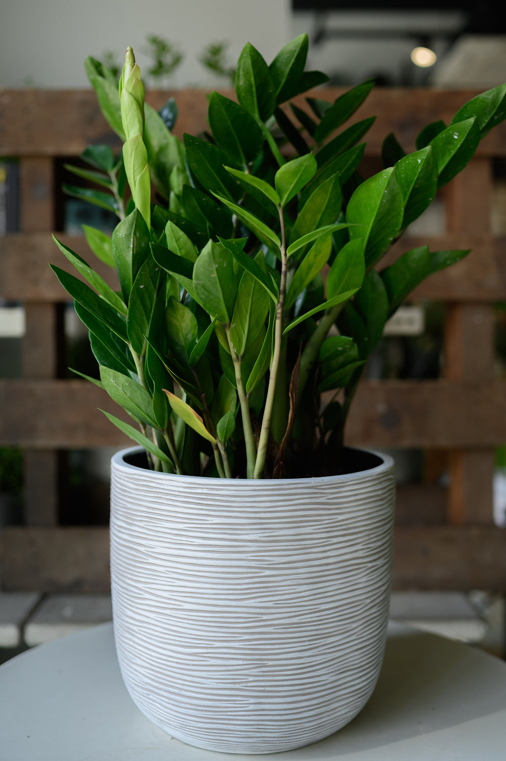 Glücksfeder x Zamioculcas