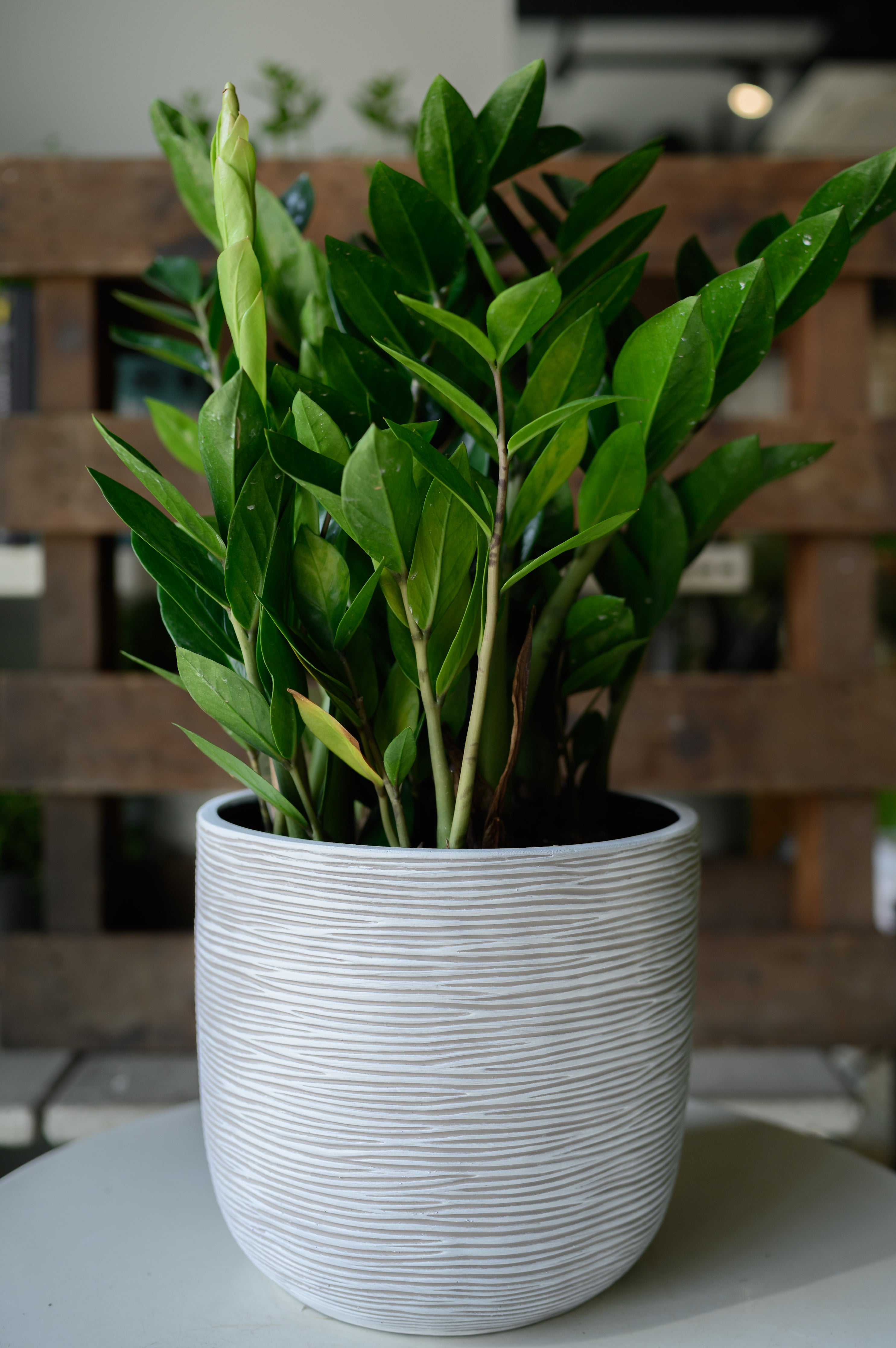 Glücksfeder x Zamioculcas