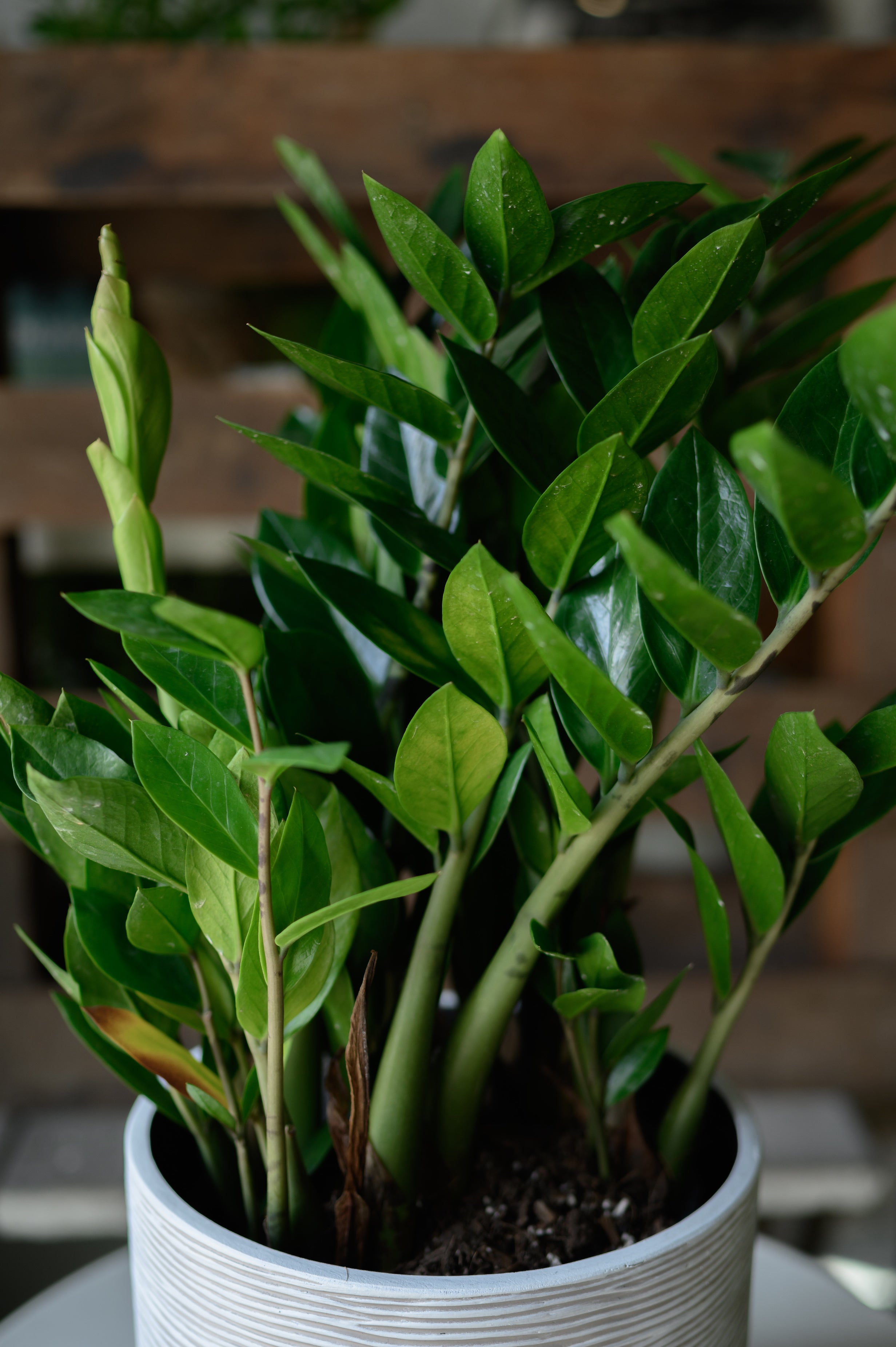 Glücksfeder x Zamioculcas