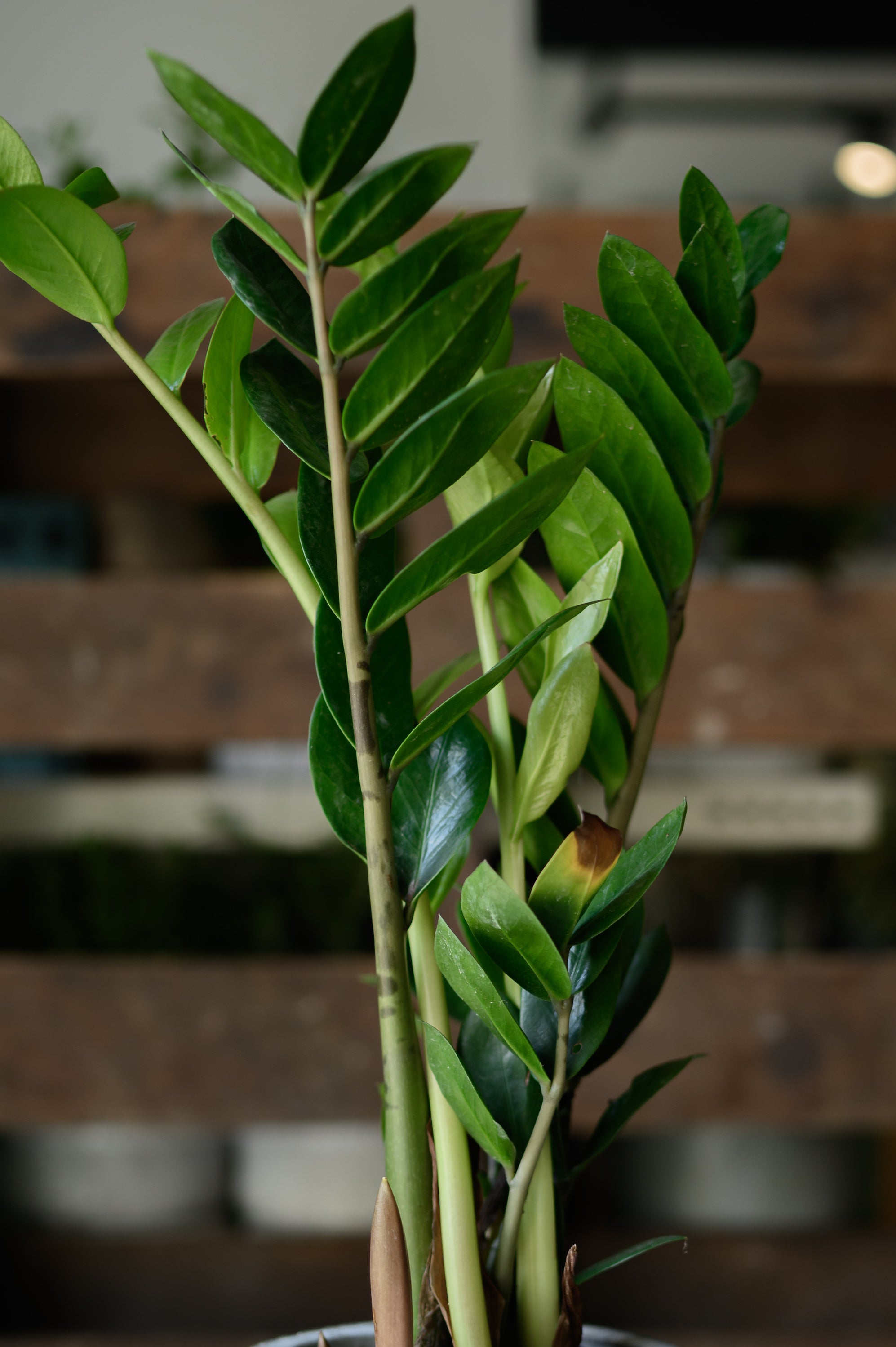 Glücksfeder x Zamioculcas