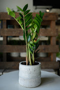 Zamioculcas x Zamioculcas